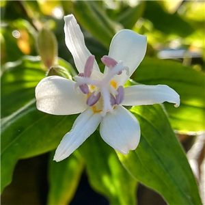 Tricyrtis White Towers