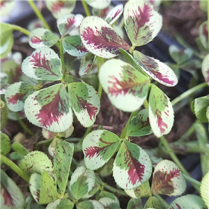 Trifolium repens Dragons Blood