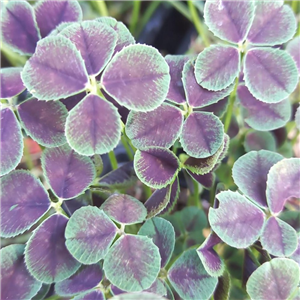 Trifolium repens Purpurascens Quadrifolium