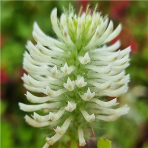 Trifolium rubens Album