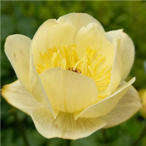 Trollius cultorum Cheddar