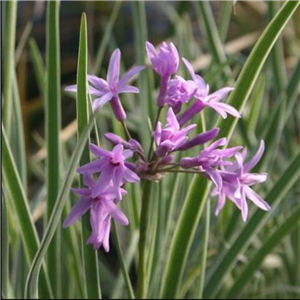 Tulbaghia violacea Silver Lace