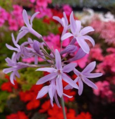 Tulbaghia violacea Silver Lace