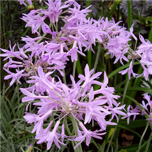 Tulbaghia violacea