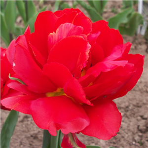 Tulip (Double) Abba. Loose per 10 bulbs.