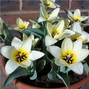 Tulip (Dwarf) Albion Star. Loose per 10 bulbs.