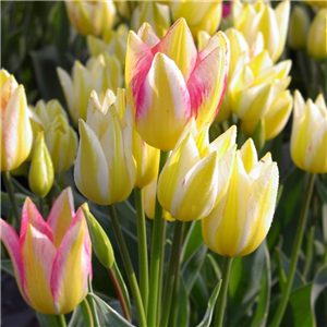 Tulip (Border) Antoinette Loose per 10 bulbs.