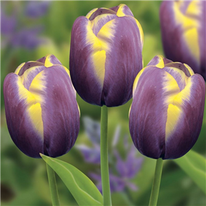 Tulip (Border) Arabian Beauty Loose per 10 bulbs