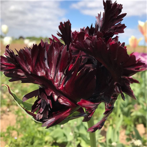 Tulip (Border) Black Parrot. Loose per 10 bulbs.