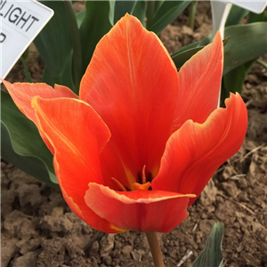 Tulip (Dwarf) Calypso. Loose per 10 bulbs.