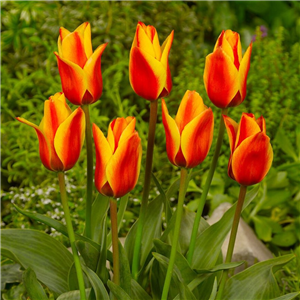 Tulip (Dwarf) Cape Cod. Loose per 10 bulbs.