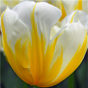 Tulip (Border) Cream Cocktail Loose per 10 bulbs