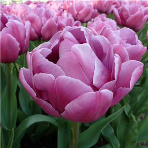 Tulip Double You