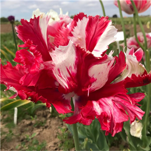 Tulip (Parrot) Estella Rijnveld Potted