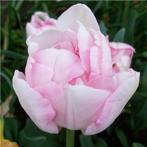 Tulip (Double) Finola Loose per 10 bulbs.