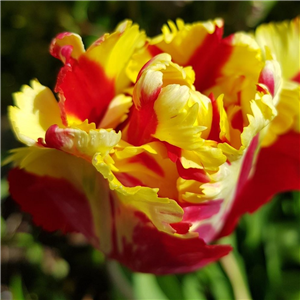 Tulip (Border) Flaming Parrot