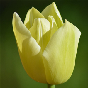 Tulip (Select) Friendship Loose per 10 bulbs.