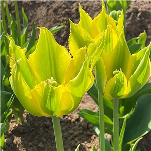 Tulip (lily) Green Mile Loose per 10 bulbs.