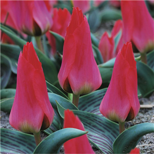 Tulip (Dwarf) Marquise de la Coquette. Loose Bulbs