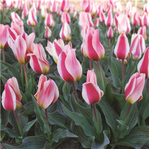 Tulip (Dwarf) Mary Ann. Loose per 10 bulbs.