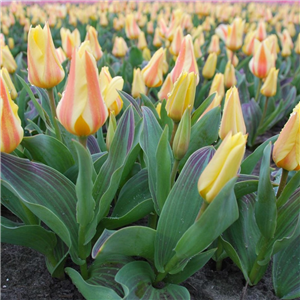 Tulip (Dwarf) Miskodeed Loose per 10 bulbs.