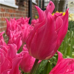 Tulip (Border) Pretty Love Loose per 10 bulbs.