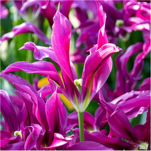 Tulip (Border) Purple Doll. Loose per 10 bulbs.