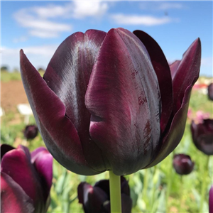 Tulip (Select) Queen of the Night Loose per 10