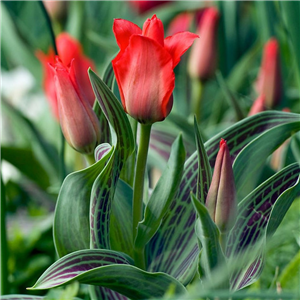 Tulip (Dwarf) Red Riding Hood. Loose per 10 bulbs.