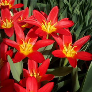 Tulip (Dwarf) Scarlet Baby Potted