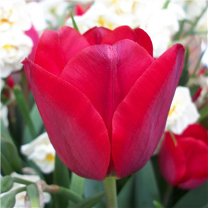 Tulip (Select) Seadov Loose per 10 bulbs.