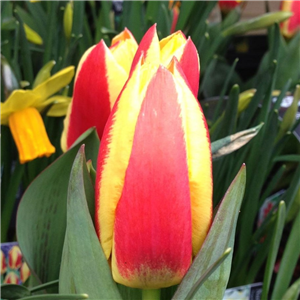 Tulip (Dwarf) Stressa Loose Bulbs per 10.