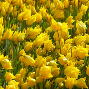 Tulip sylvestris (Dwarf) potted 5 per pot