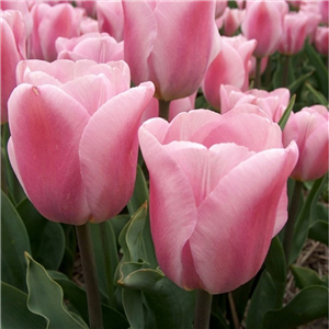 Tulip (Select) Synaeda Amour. Loose per 10 bulbs.