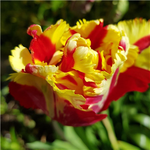 Tulip (Border) Texas Flame Loose per 10 bulbs.