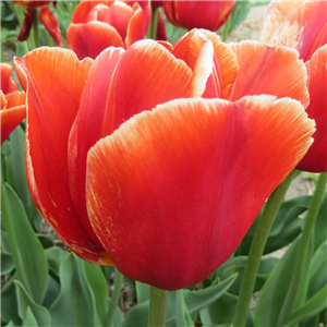 Tulip (Border) Verandi Loose per 10 bulbs