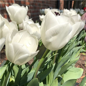 Tulip (Select) White Dream. Loose per 10 bulbs.