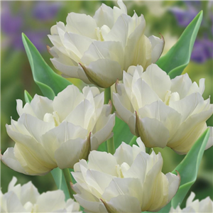 Tulip (Double) White Valley. Loose per 10 bulbs.