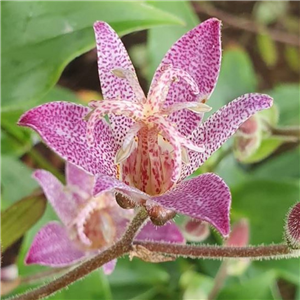 Tricyrtis formosana Taroko Toad