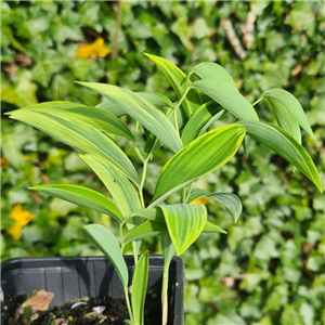 Uvularia sessilifolia Cobblewood Gold