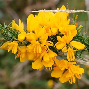 Ulex europaeus Flore Plena