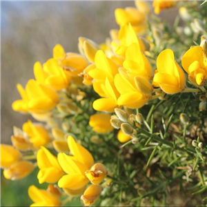 Ulex europaeus