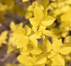 Ulmus hollandica Wredei