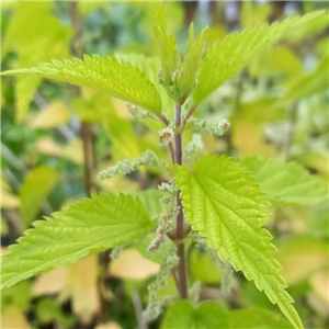 Urtica dioica Goldbiene