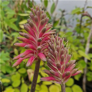 Veltheimia bracteata