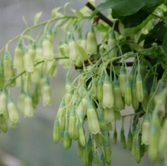 Vaccinium cylindraceum