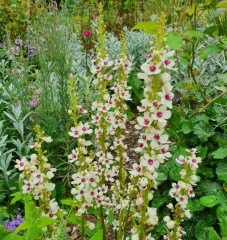 Verbascum chiaxii Album