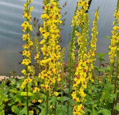 Verbascum chiaxii