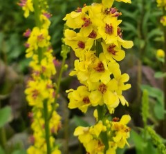 Verbascum chiaxii