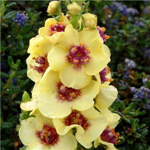 Verbascum Dark Eyes